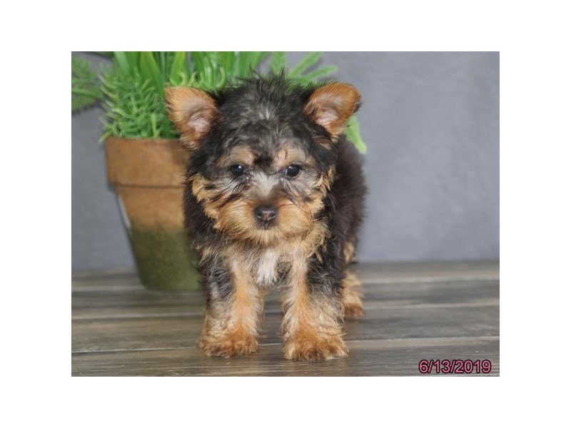 Silky Terrier