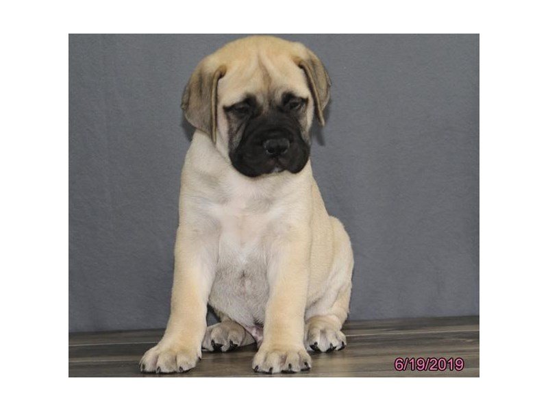 Bullmastiff