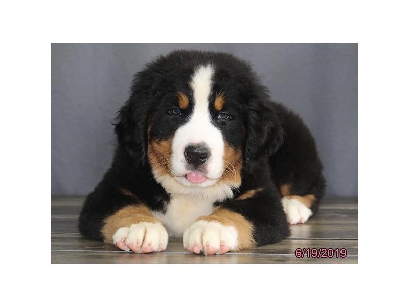 Bernese Mountain Dog