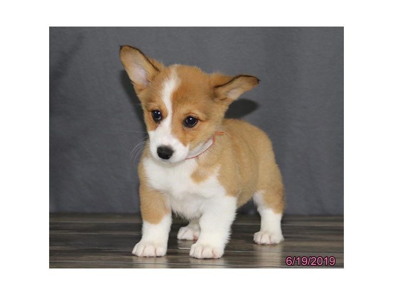 Pembroke Welsh Corgi