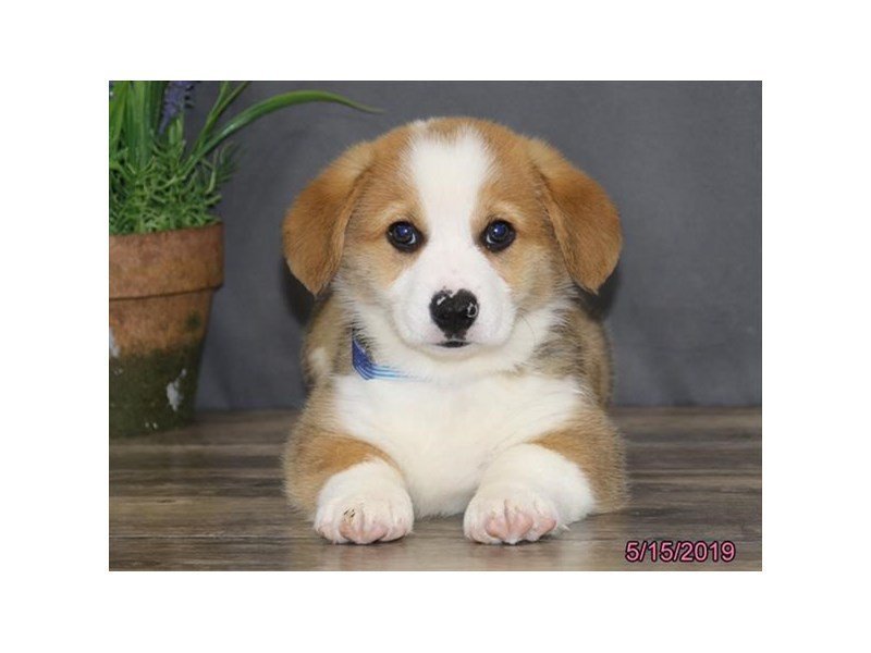 Pembroke Welsh Corgi