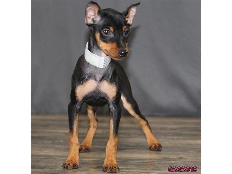 Miniature PinscherDOGMaleBlack / Tan2361957Petland Carriage Place