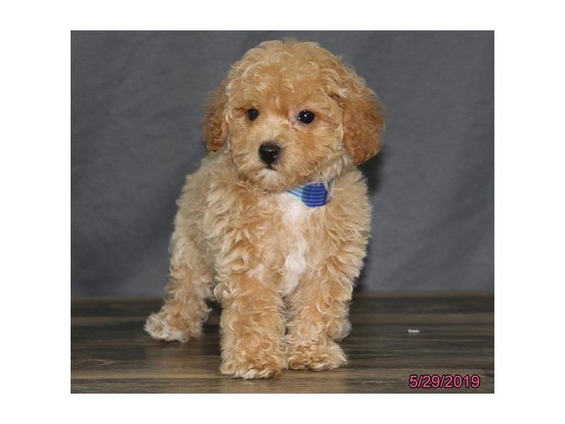 apricot bichon poo