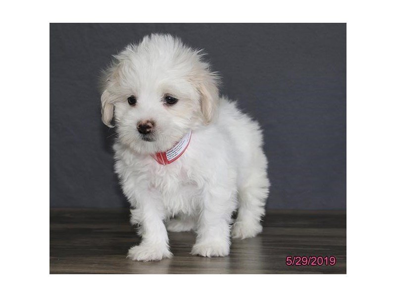 Coton De Tulear