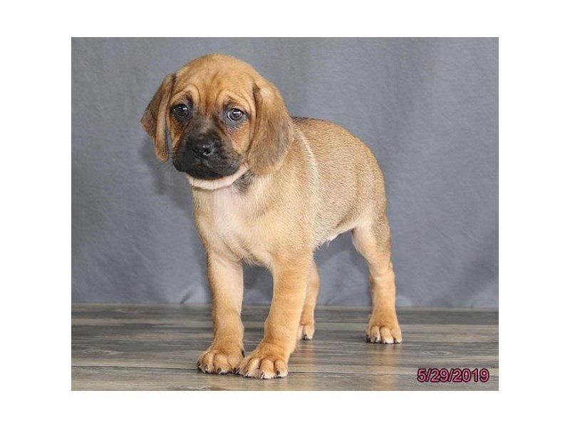 Puggle