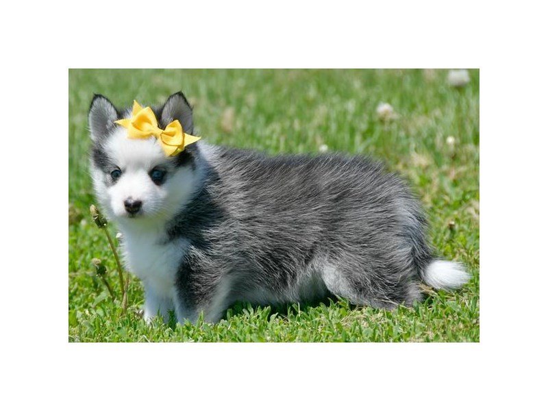 Pomsky