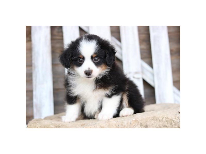 Miniature Australian Shepherd