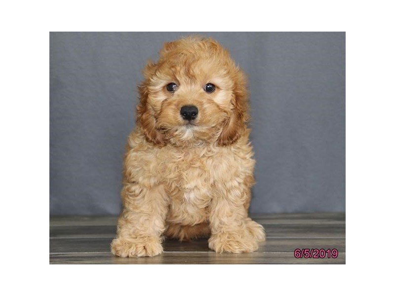 Cavapoo