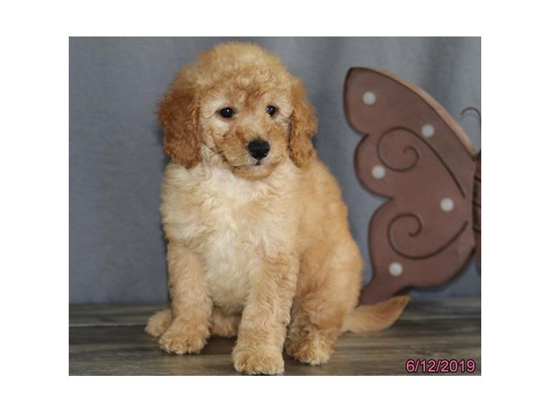 Mini Goldendoodle
