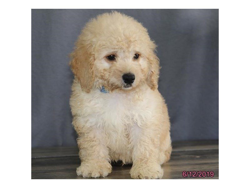 Mini Goldendoodle
