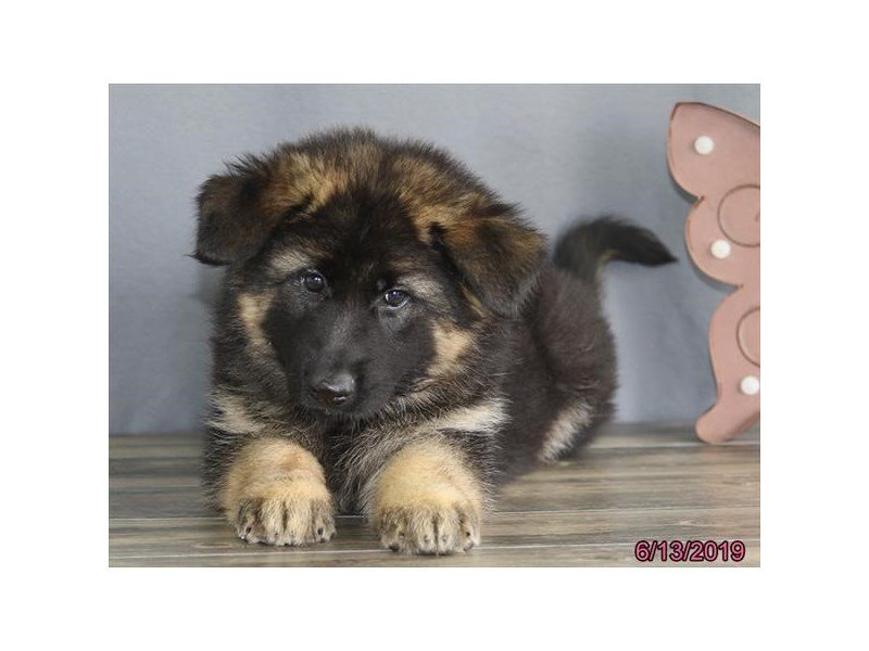 German Shepherd Dog