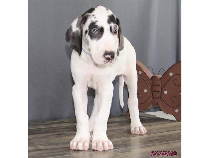 Great Dane