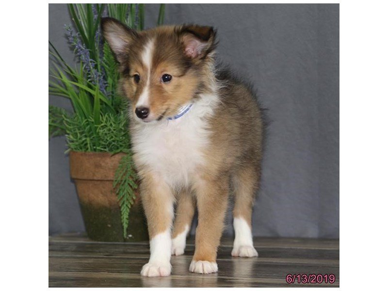 Shetland Sheepdog