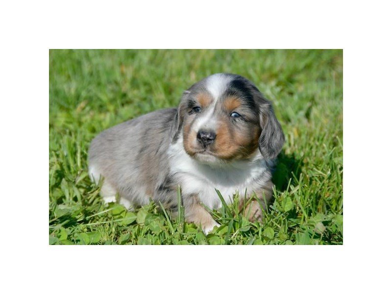 Dachshund
