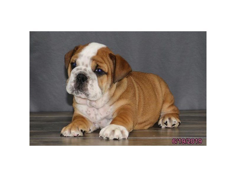 English Bulldog