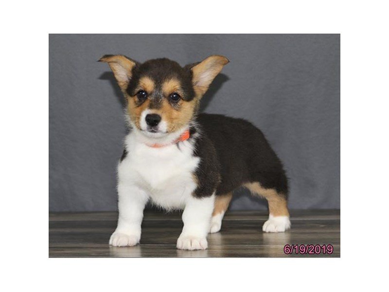 Pembroke Welsh Corgi