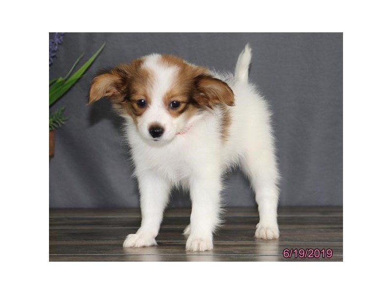 Papillon