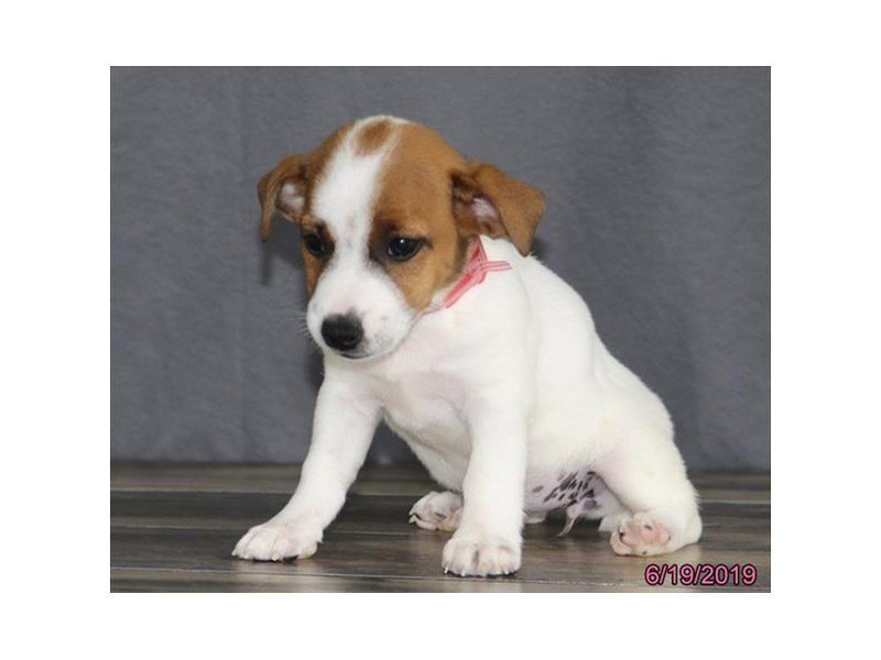 Jack Russell Terrier Dog Female Red White 2385307 Petland