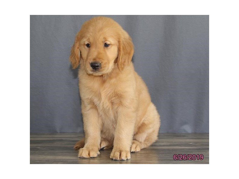 Golden Retriever