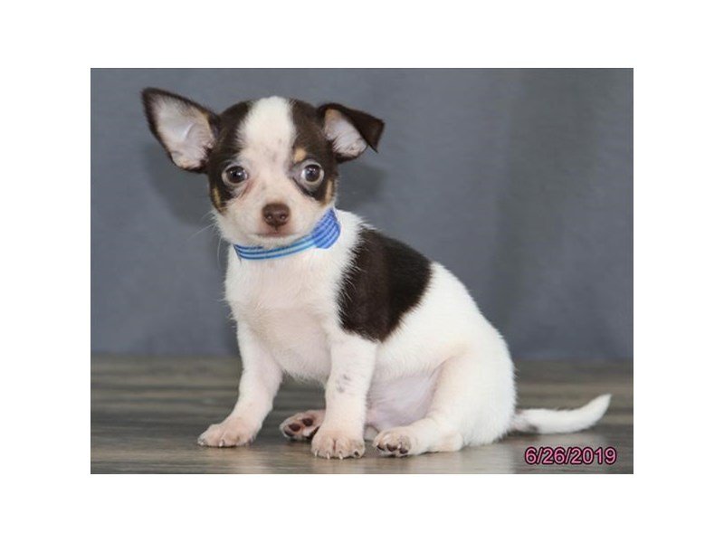 Chihuahua