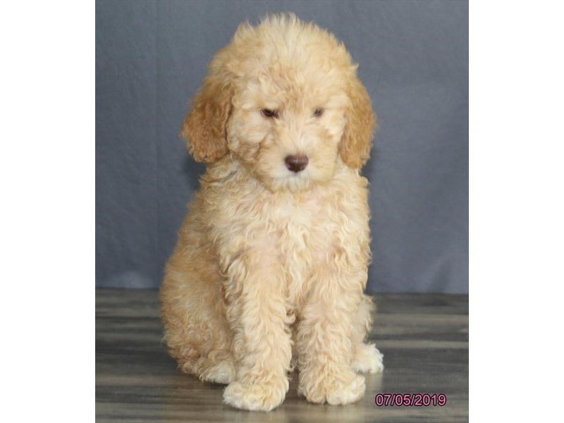 apricot aussiedoodle