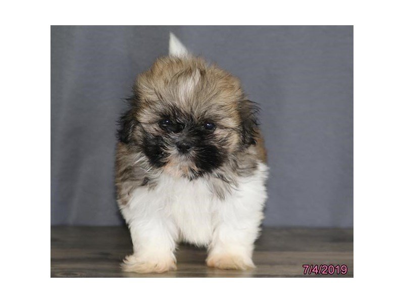 Shih Tzu