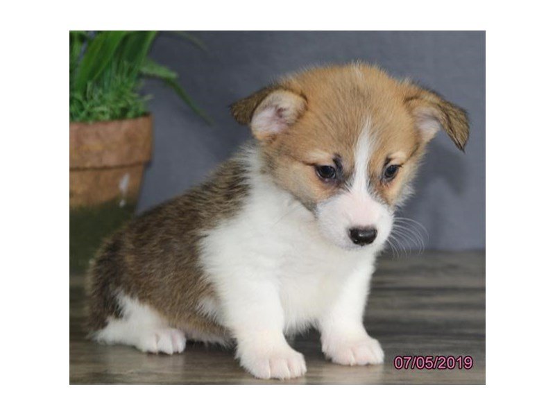 Pembroke Welsh Corgi