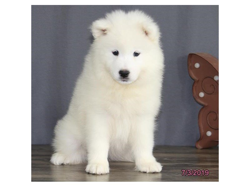 Samoyed