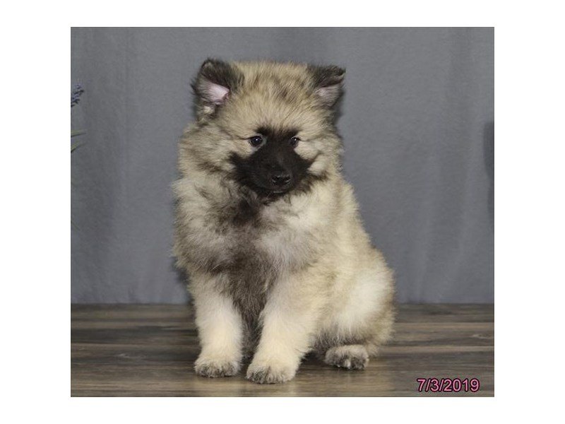 Keeshond