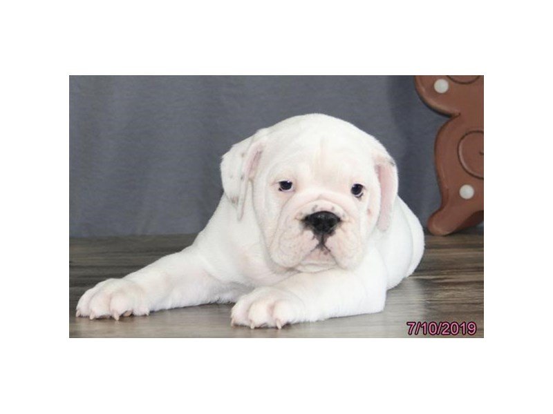English Bulldog