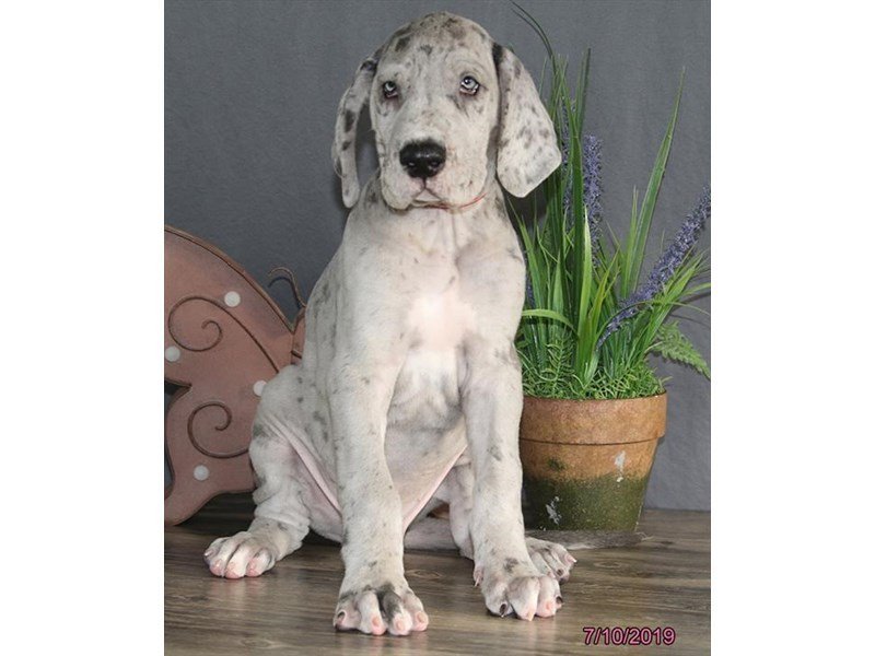 Great Dane