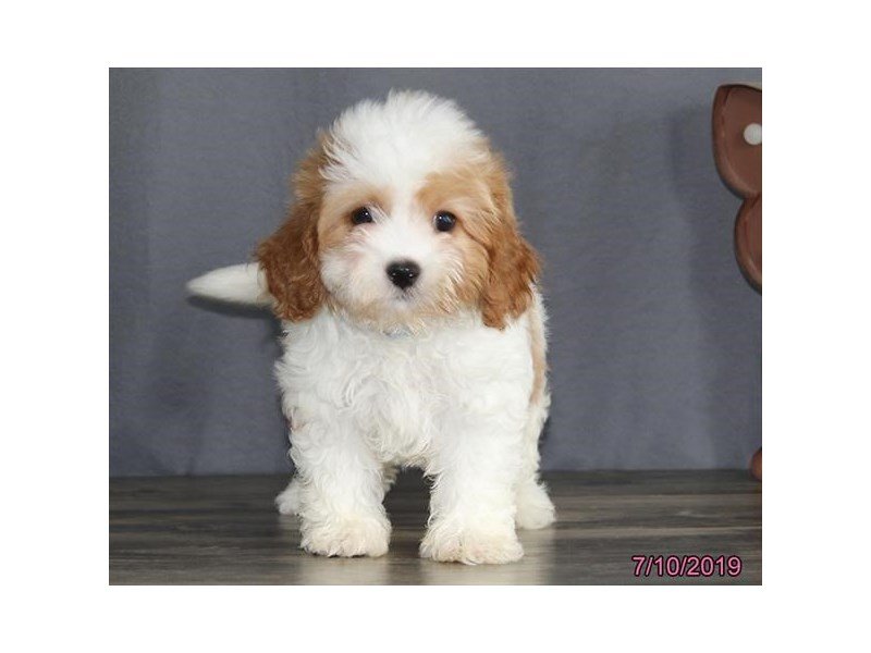 Cavapoo