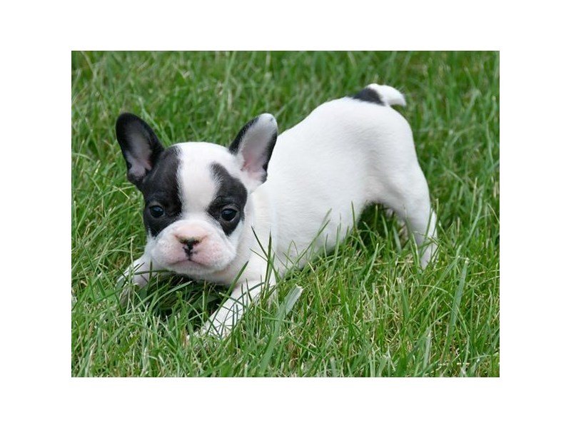 French Bulldog