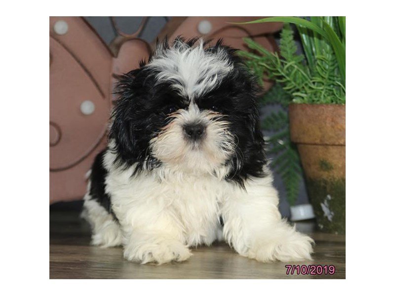 Shih Tzu