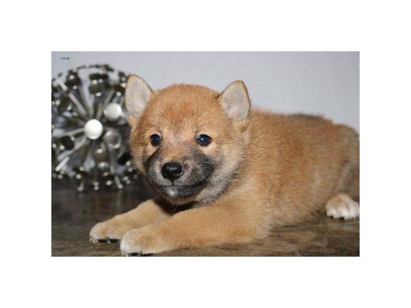 Shiba Inu