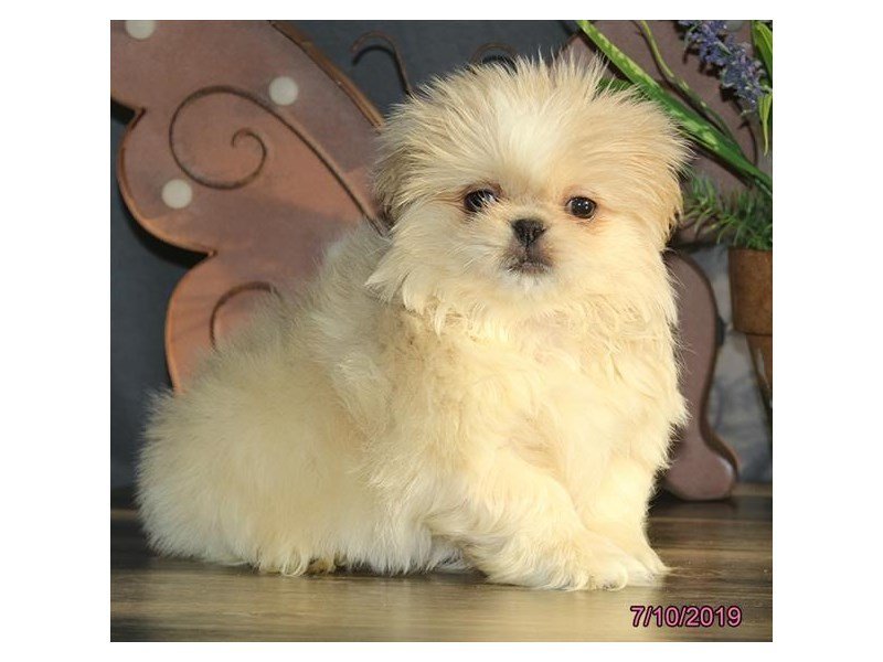 Pekingese