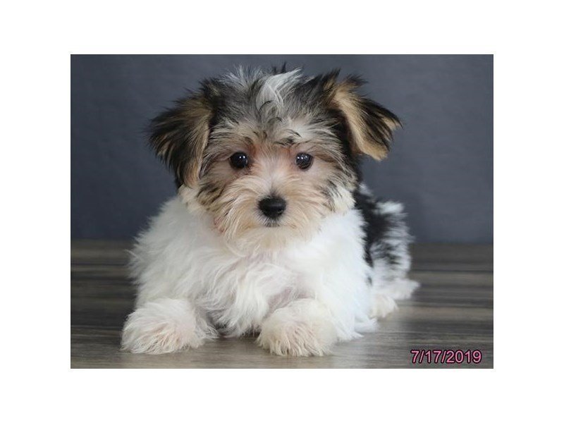 Morkie