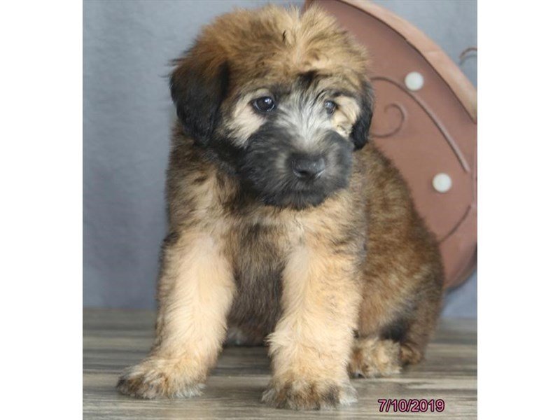 Soft Coated Wheaten Terrier Dog Male Wheaten 2408764 Petland