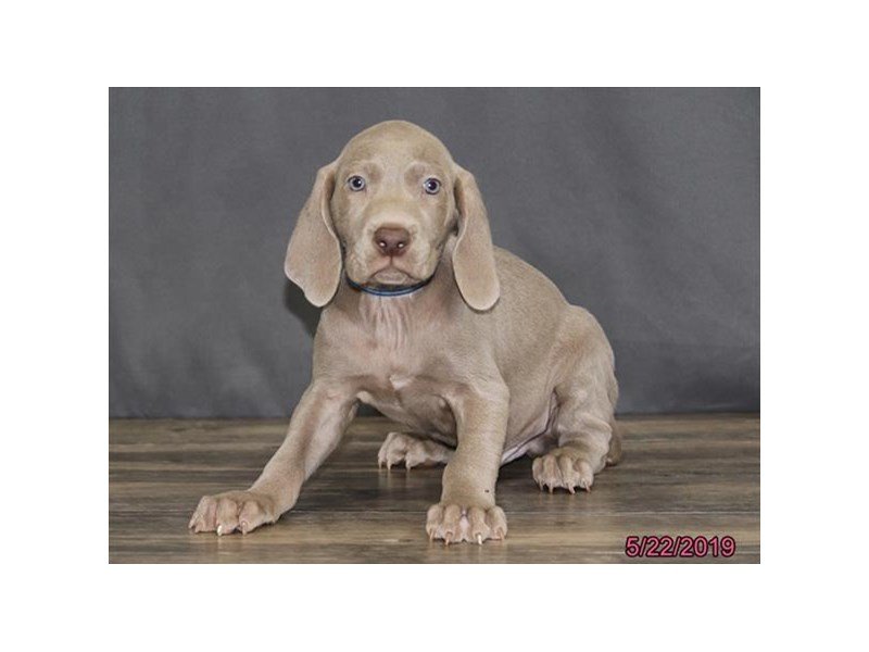 Weimaraner
