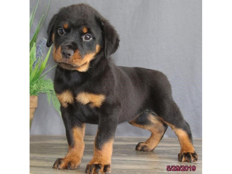 Rottweiler