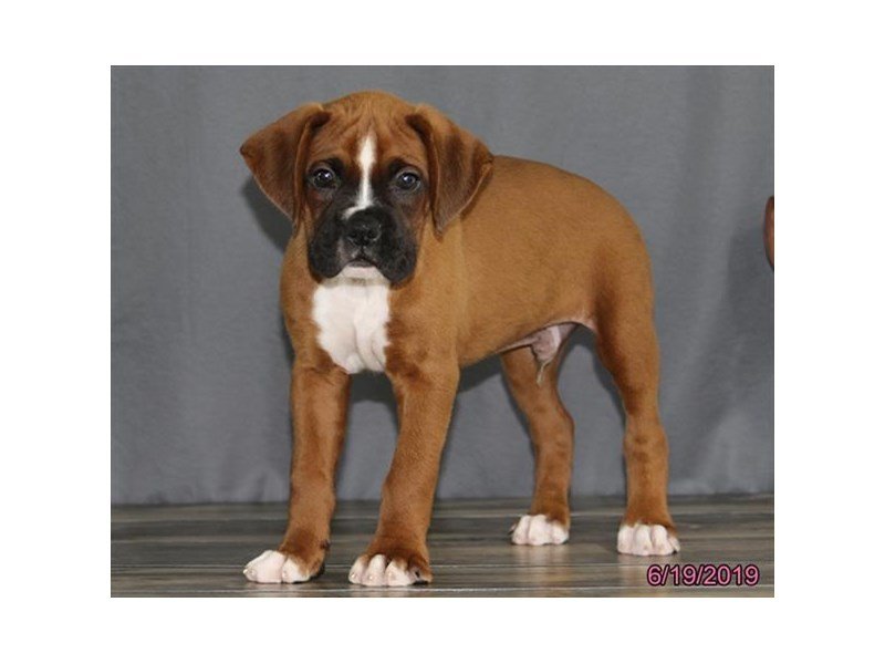 Droll Boxer Puppies For Sale In Ohio Under 300