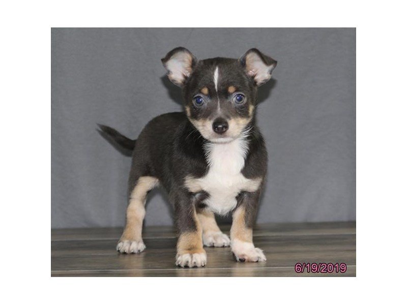 Chihuahua