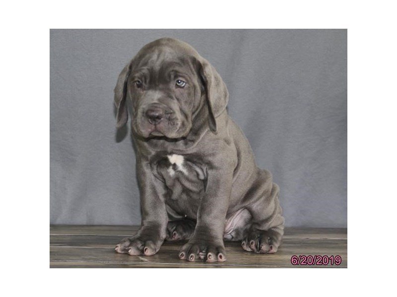 Neapolitan Mastiff