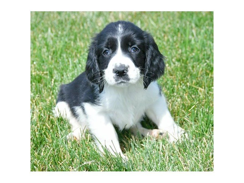 English Springer Spaniel