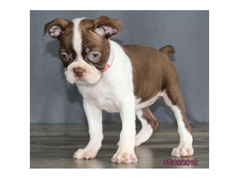 Boston Terrier