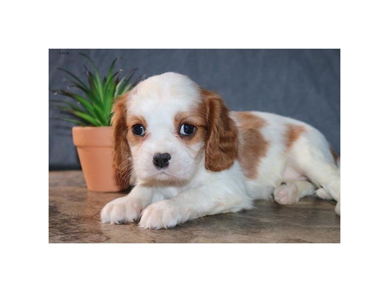 Cavalier King Charles Spaniel