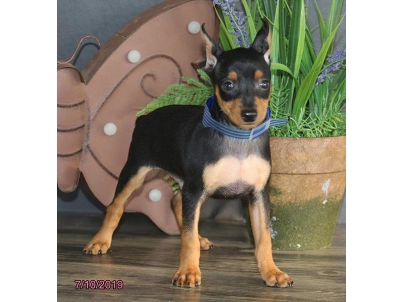 Miniature Pinscher