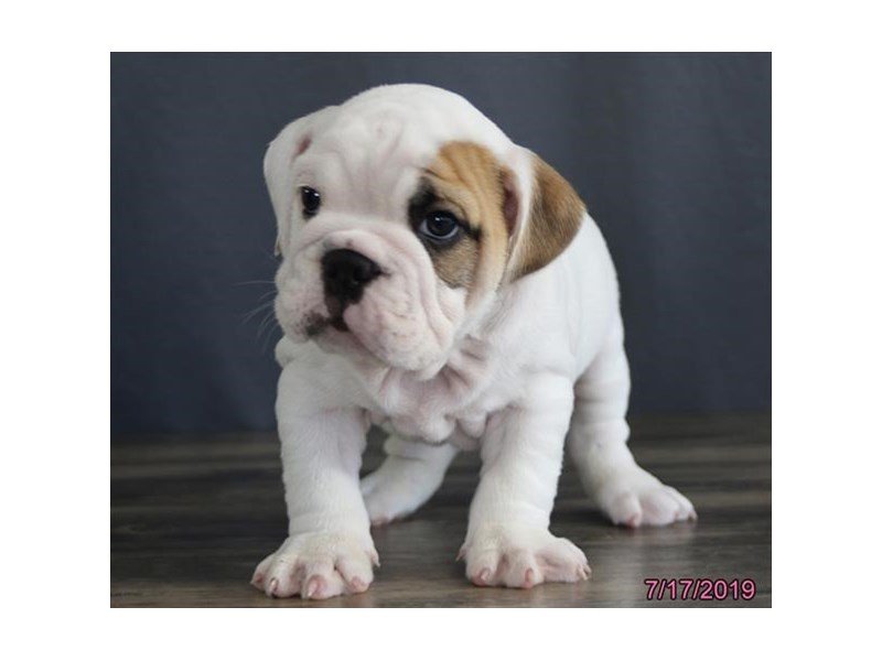 Bulldog