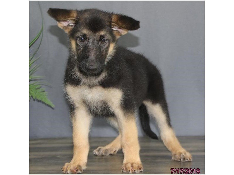 German Shepherd Dog