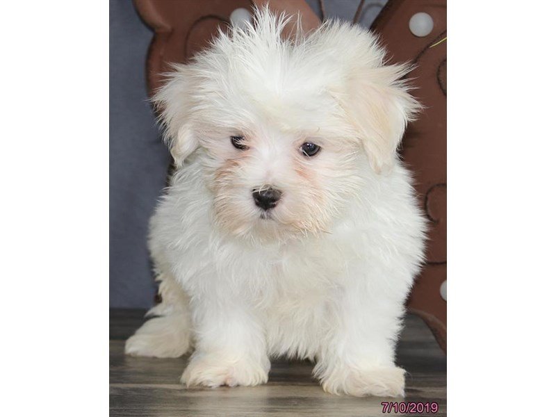 Maltese